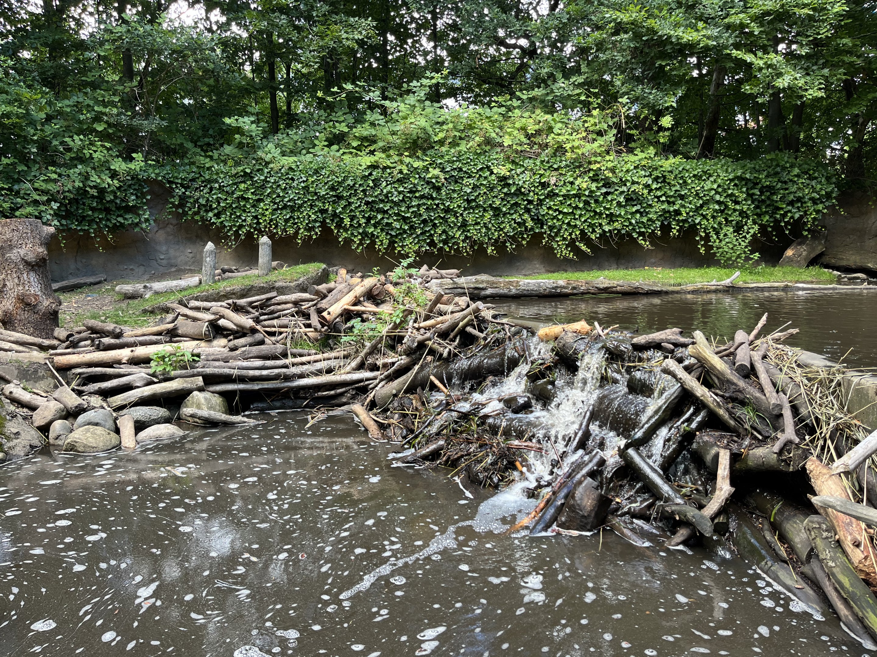 Beaver Exhibit