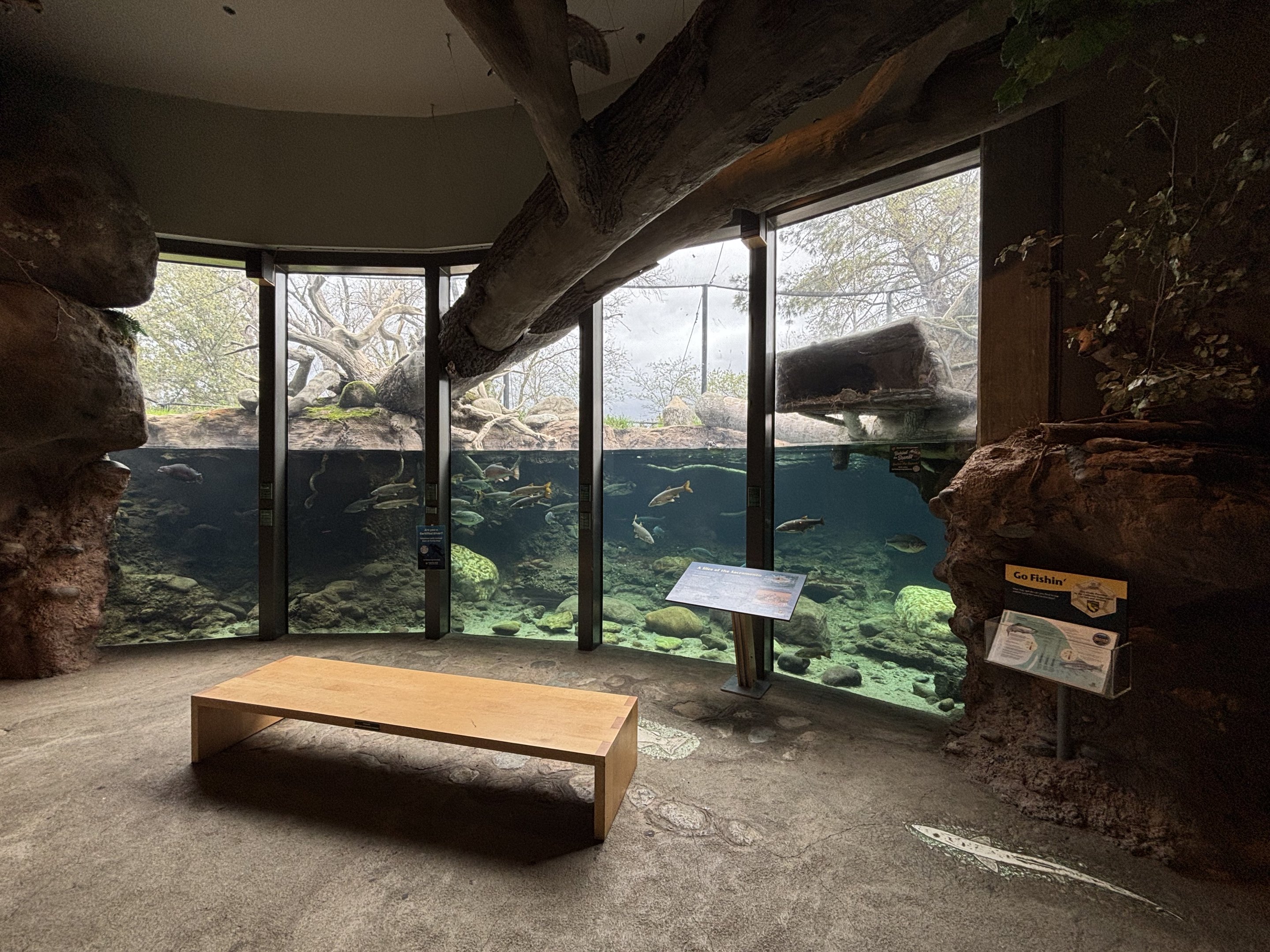 Beaver Exhibit