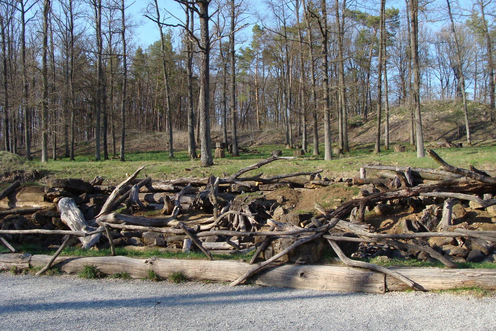 Beaver exhibit