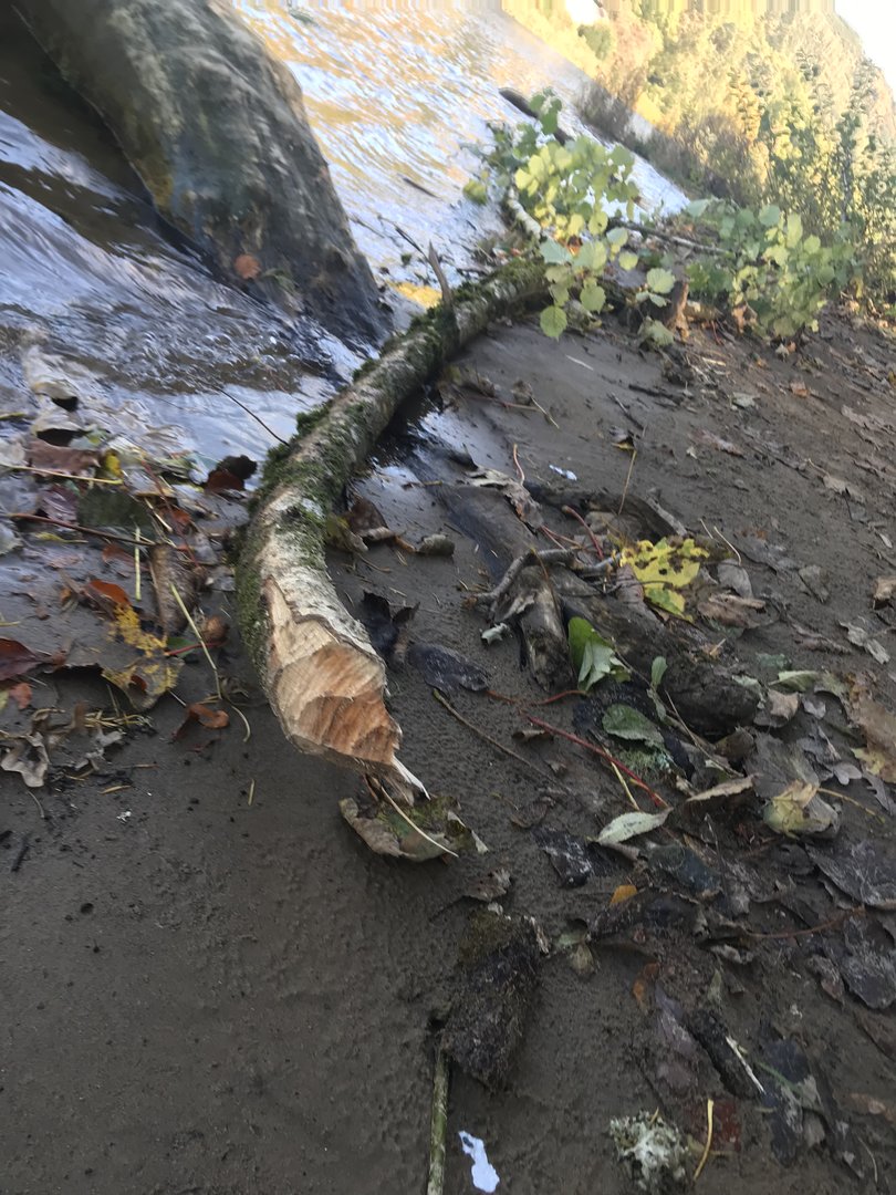 Beaver gnaw marks- Dunkeld
