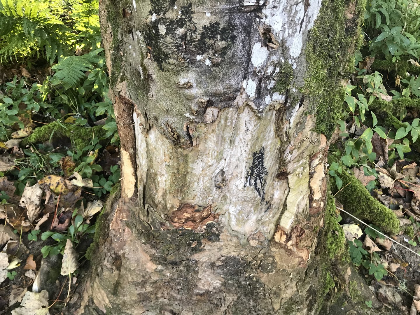Beaver gnaw marks- Dunkeld