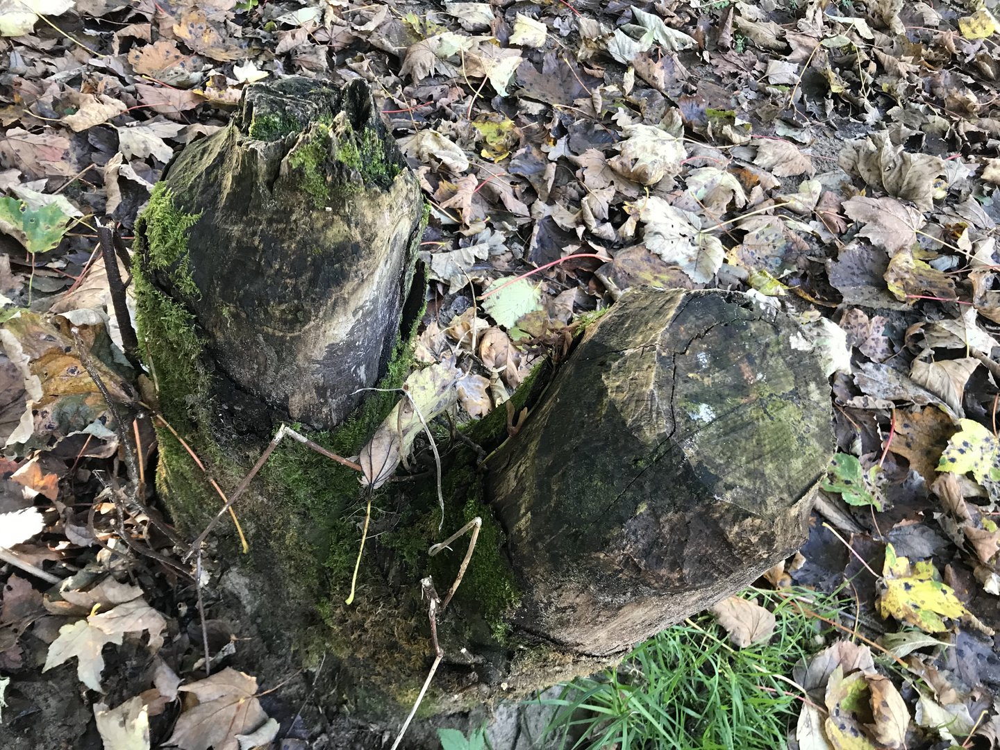 Beaver gnaw marks- Dunkeld