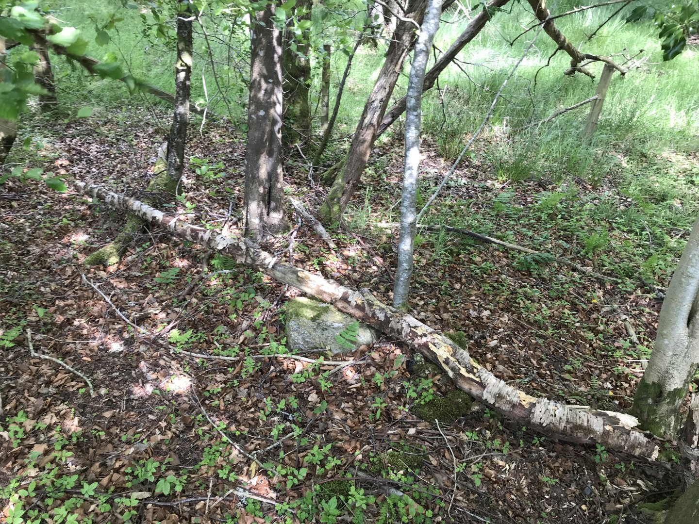 Beaver gnaw marks? (Loch of the Lowes nature reserve)