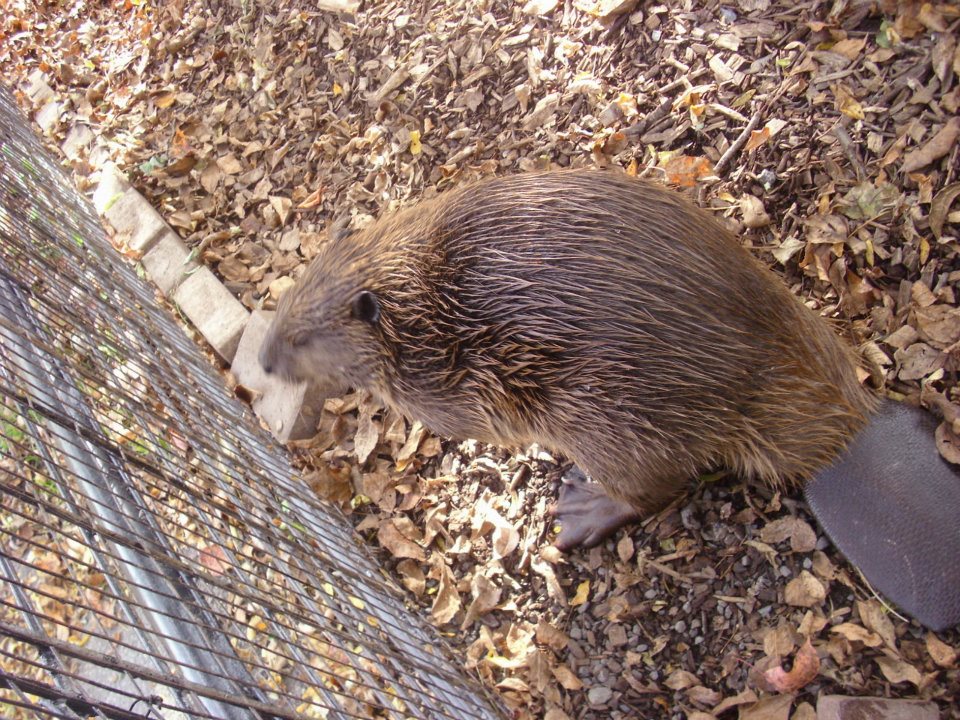 Beaver in Children's Zoo