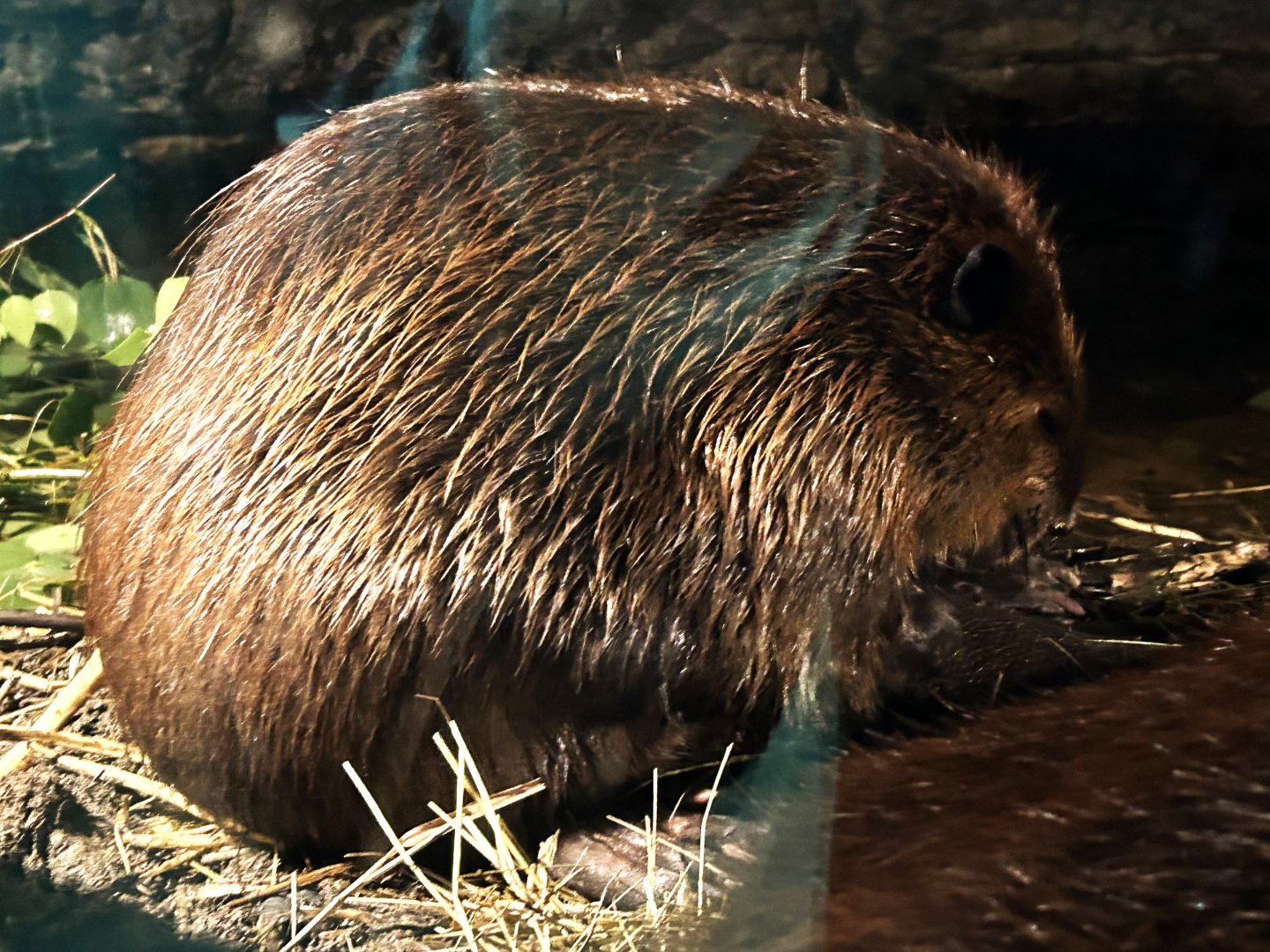 Beaver in lodge