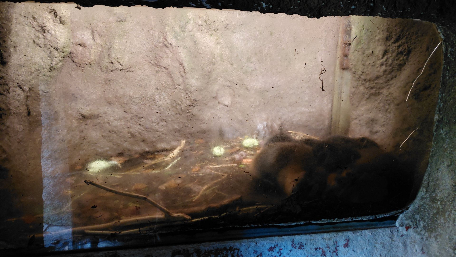Beaver indoor exhibit