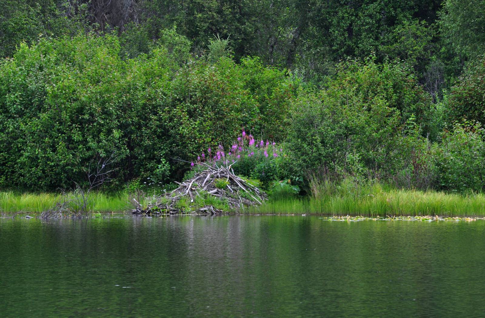 Beaver Lodge on Green Lake - Alaska