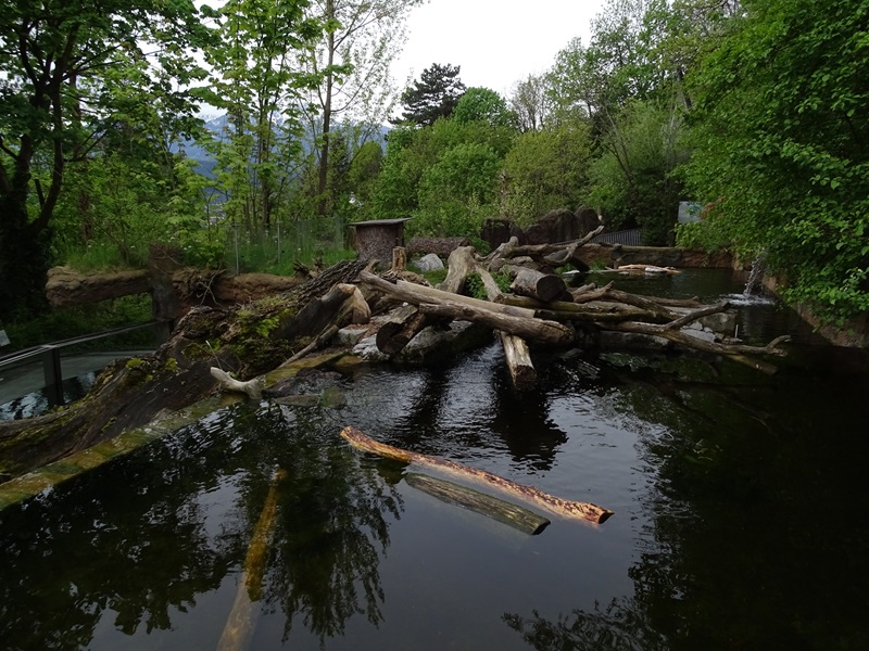 Beaver/merganser enclosure