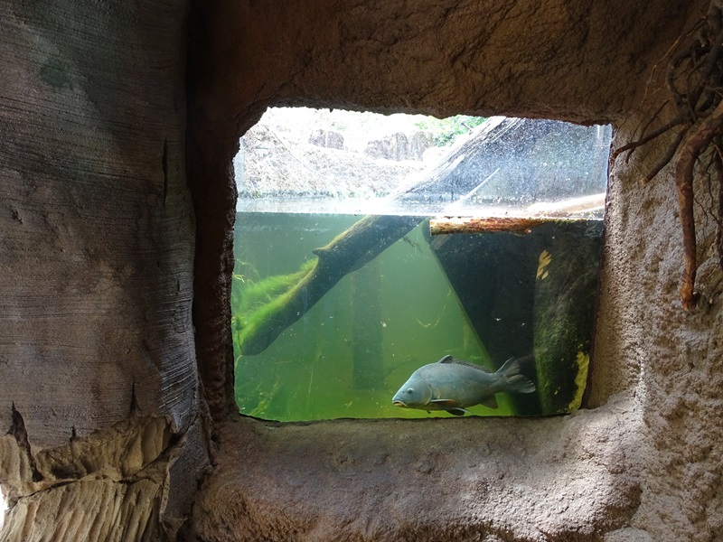 Beaver/merganser enclosure