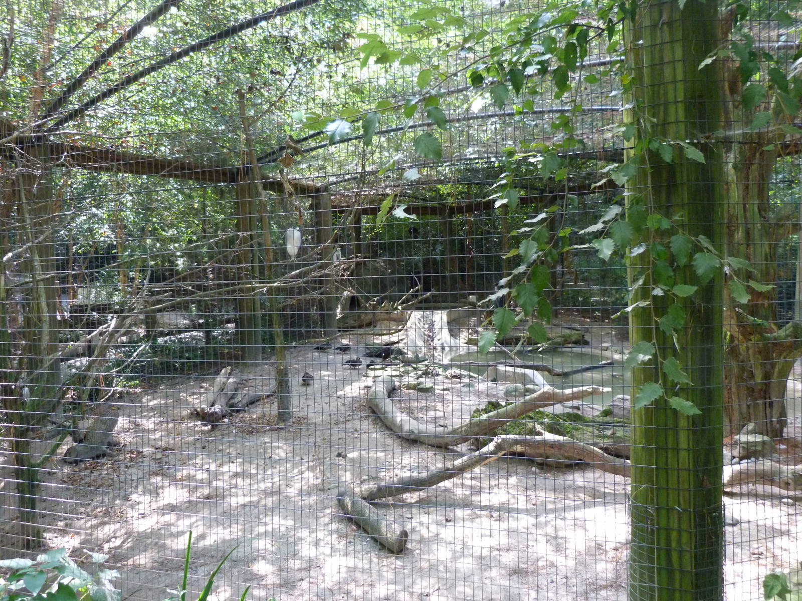 Beaver/Night Heron Exhibit - 9/7/13