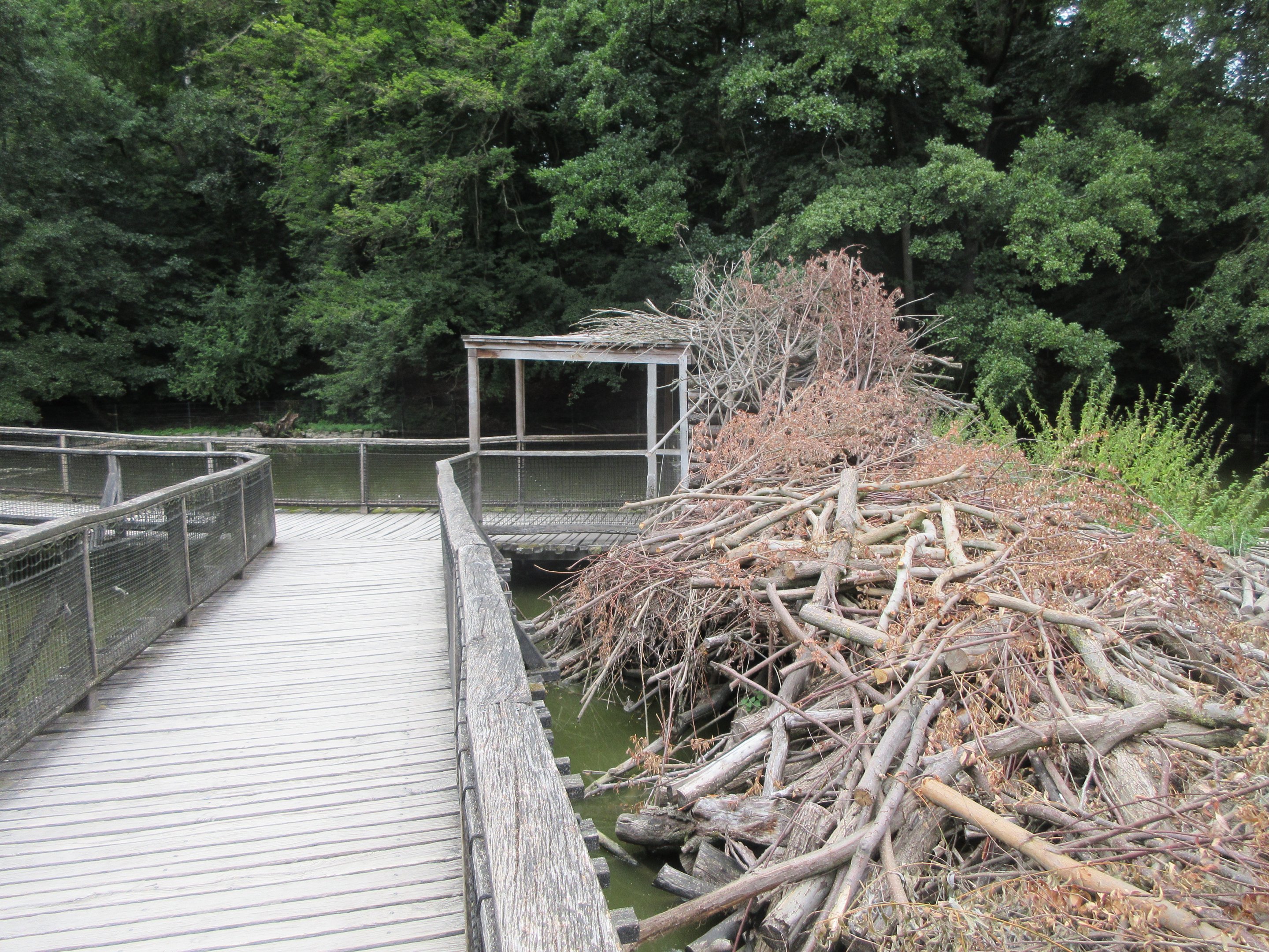 Beaver/Nutria Exhibit