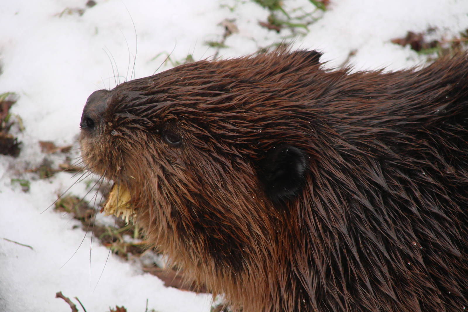 Beaver Portrait