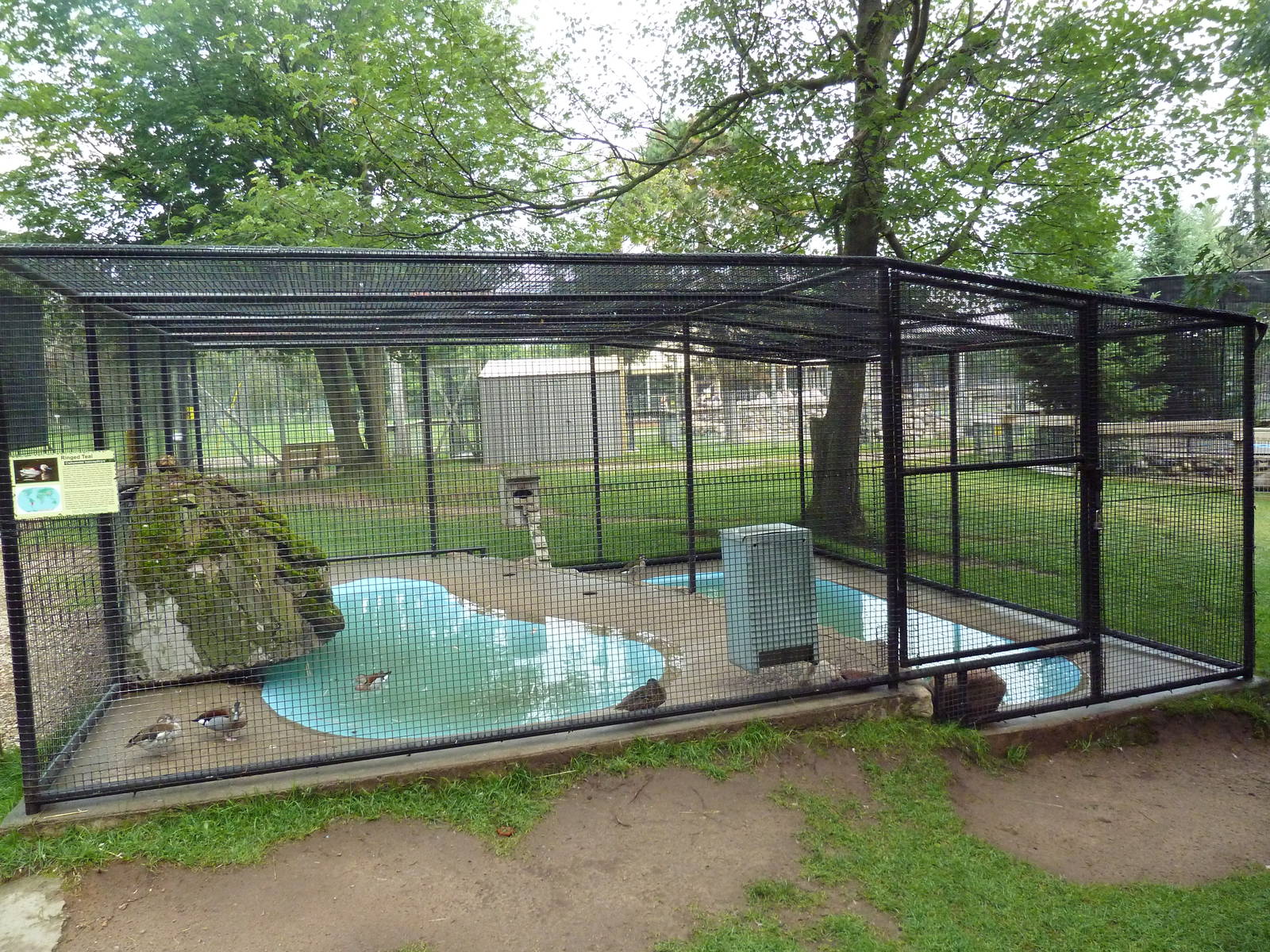 Beaver/Ringed Teal Exhibit