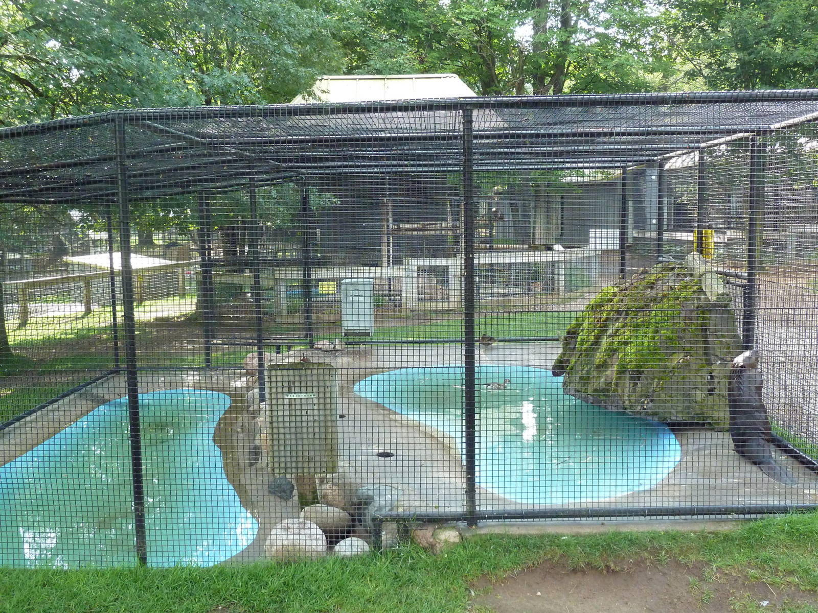 Beaver/Ringed Teal Exhibit