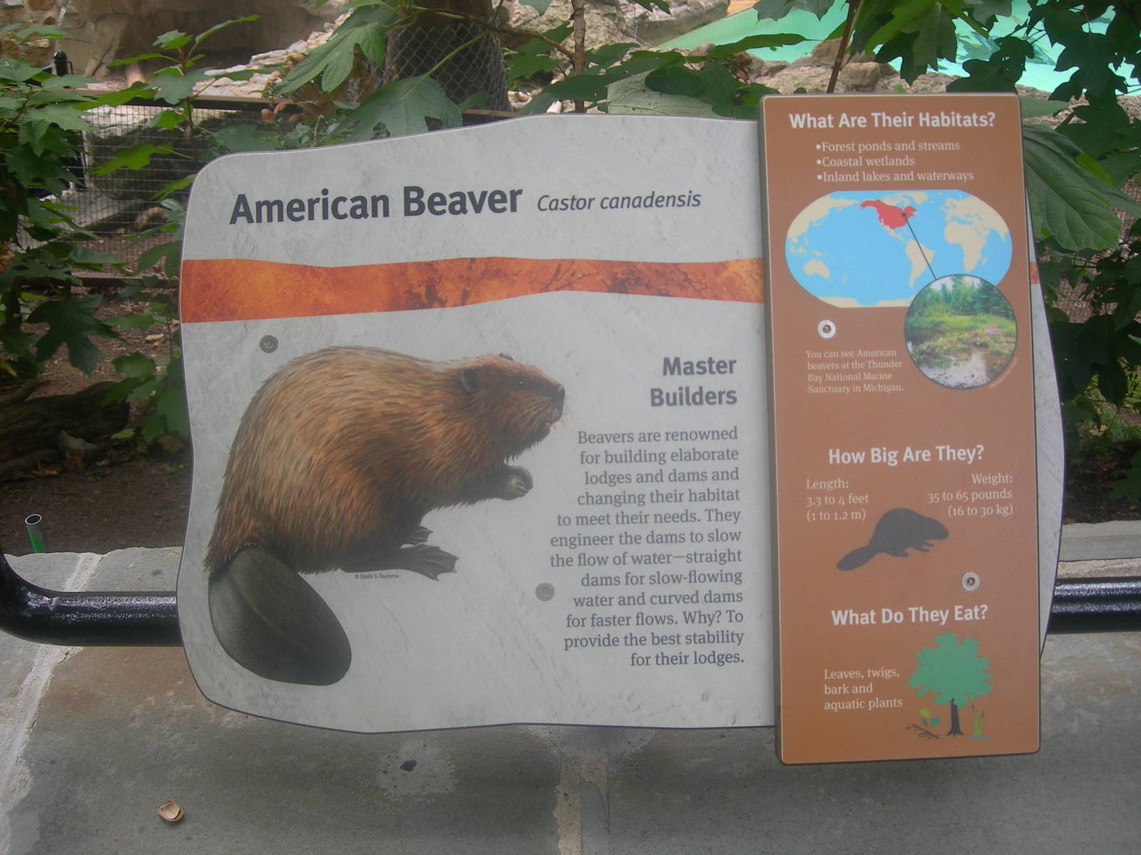 Beaver Sign