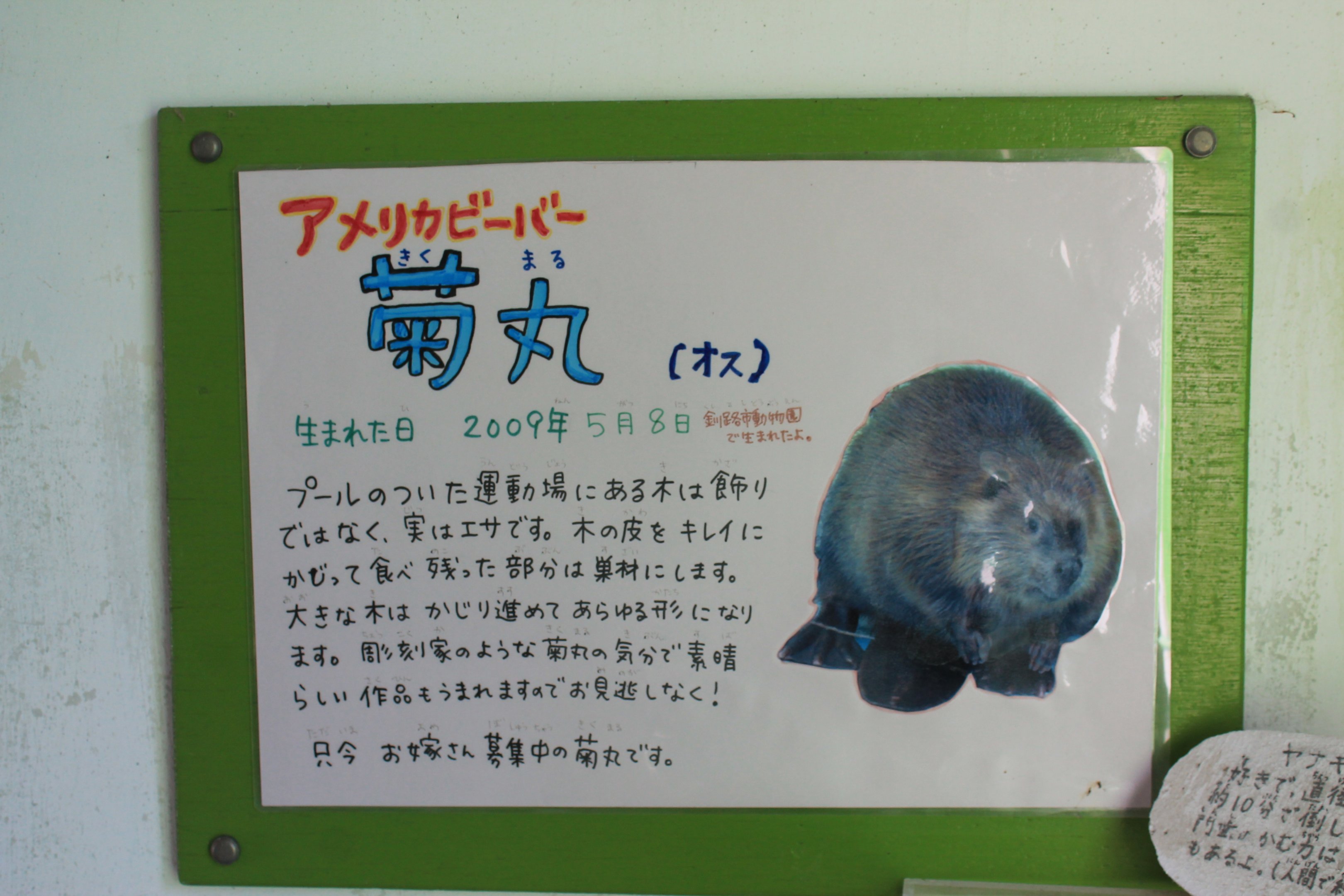 Beaver signage, Kushiro Zoo