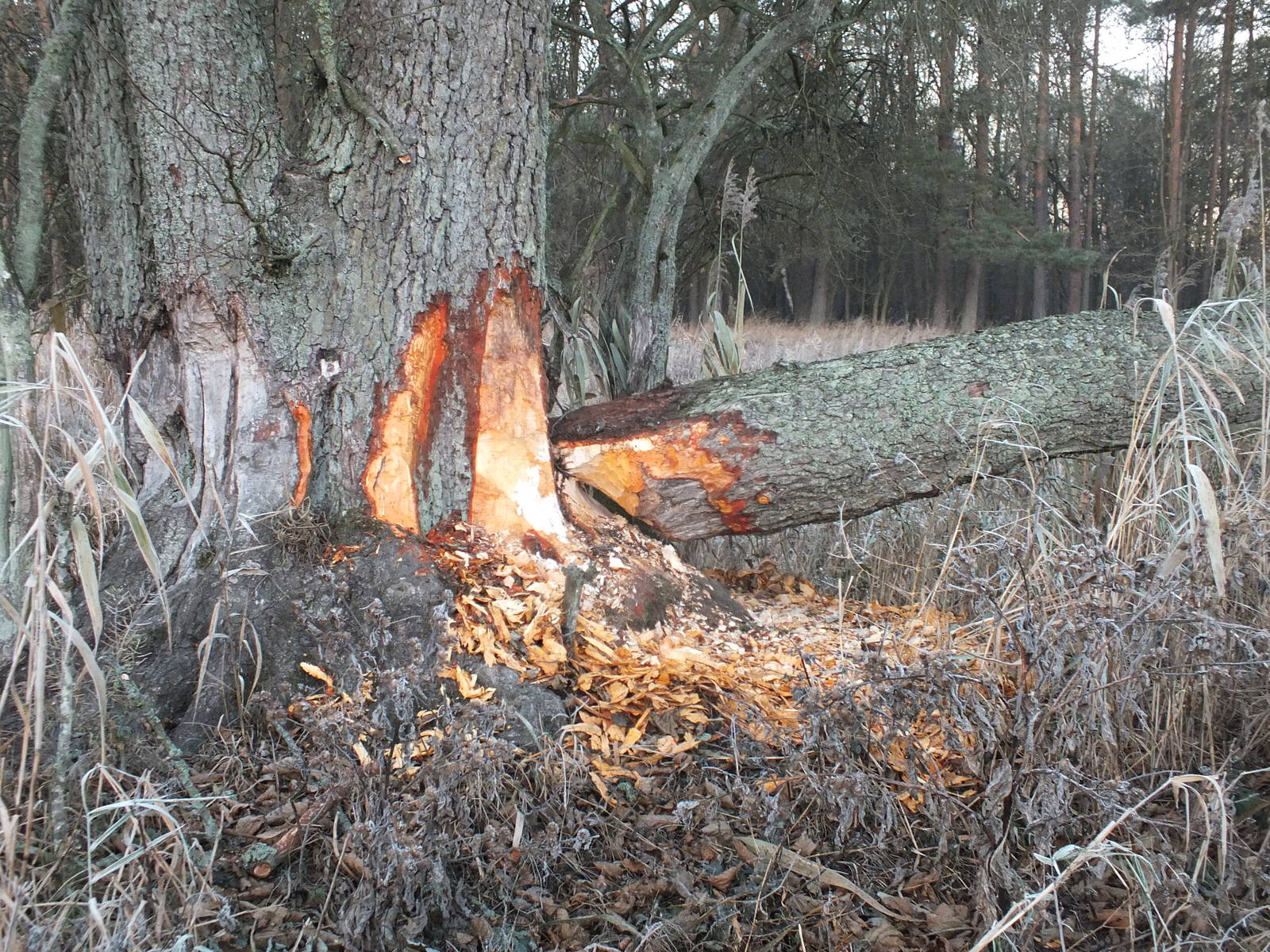 Beaver signs, Bialoweiza Forest
