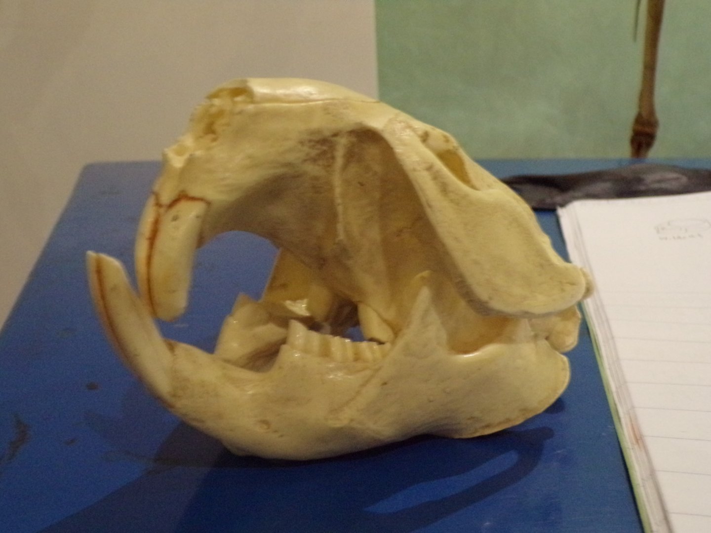 Beaver skull