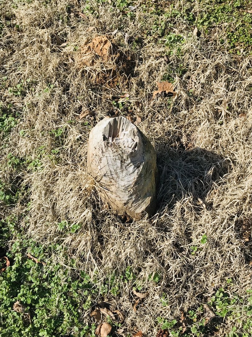 Beaver Stump in Riverside Park