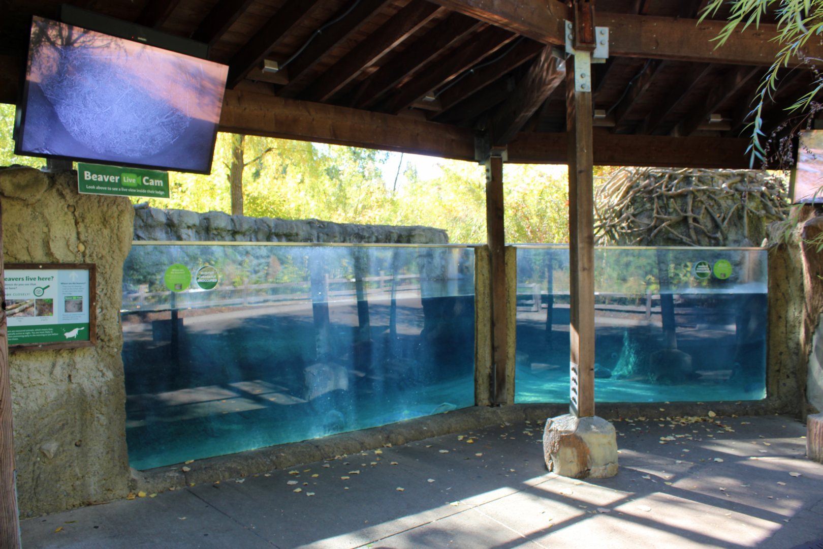 Beaver Underwater Viewing