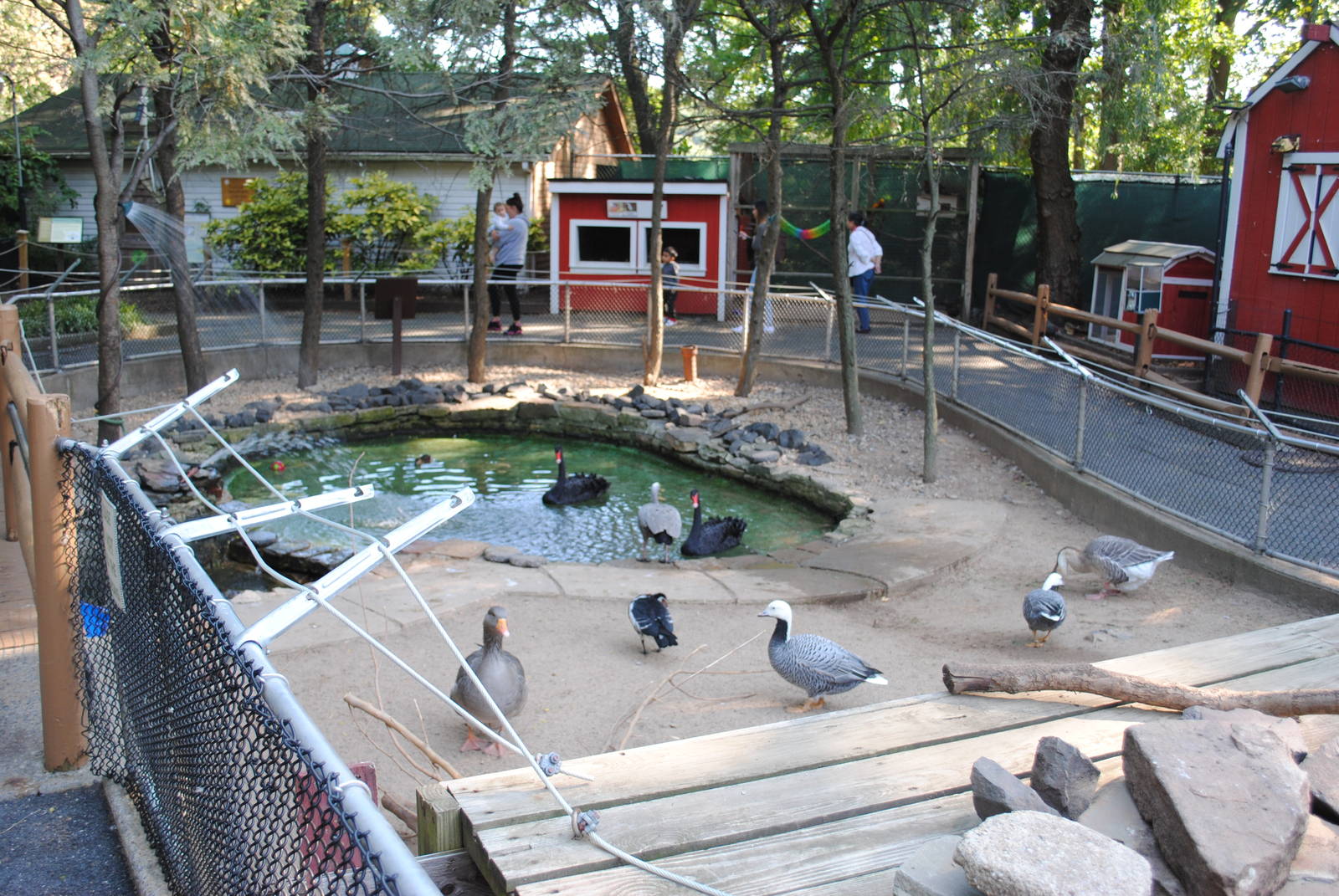 Beaver/Waterfowl exhibits (Children's zone)