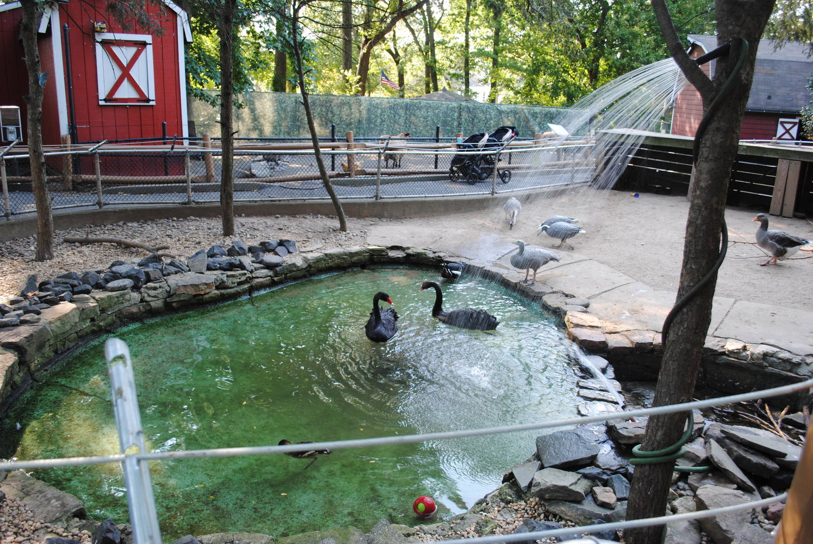 Beaver/Waterfowl exhibits (Children's zone)