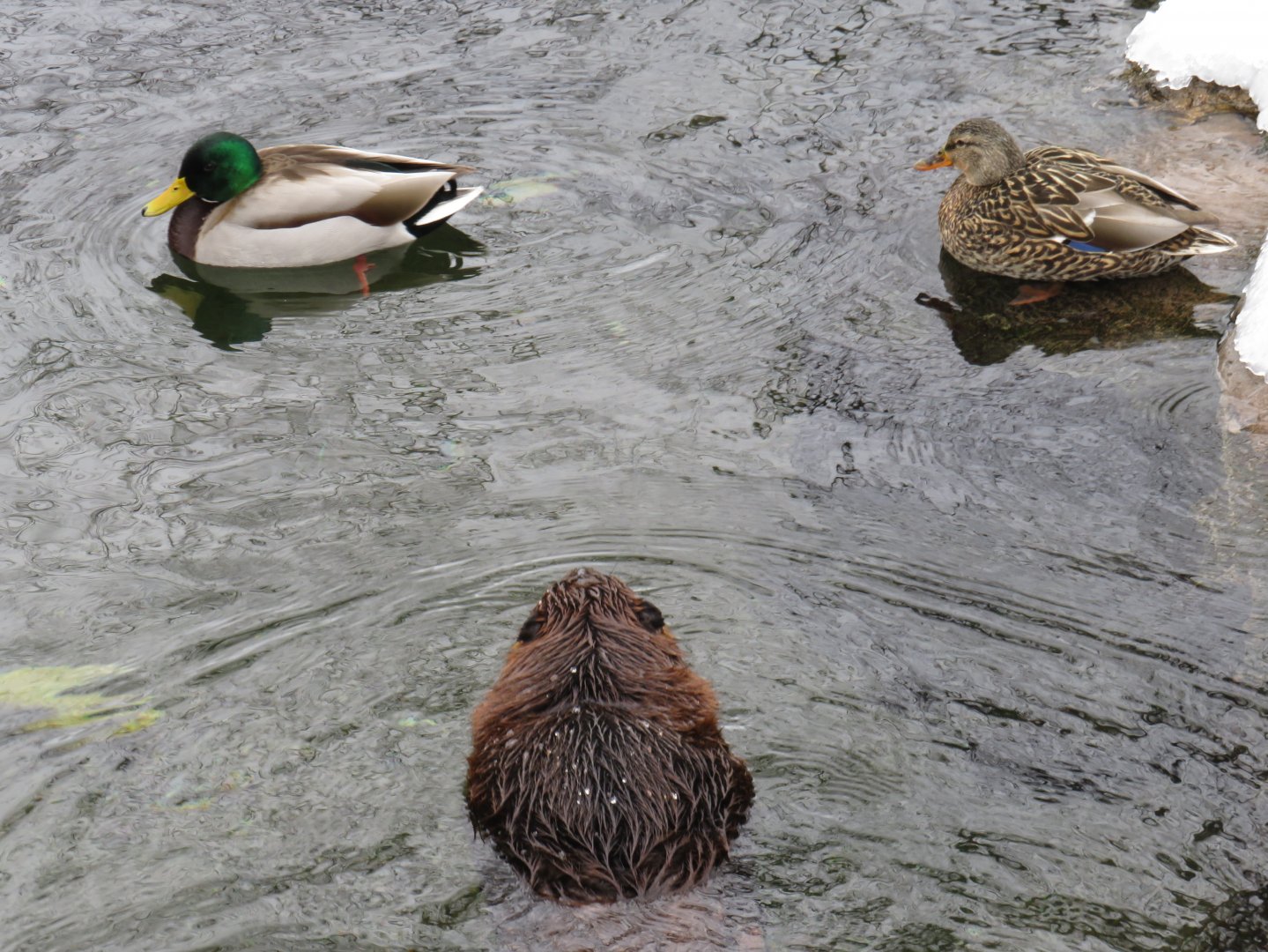 Beaver with wild mallards