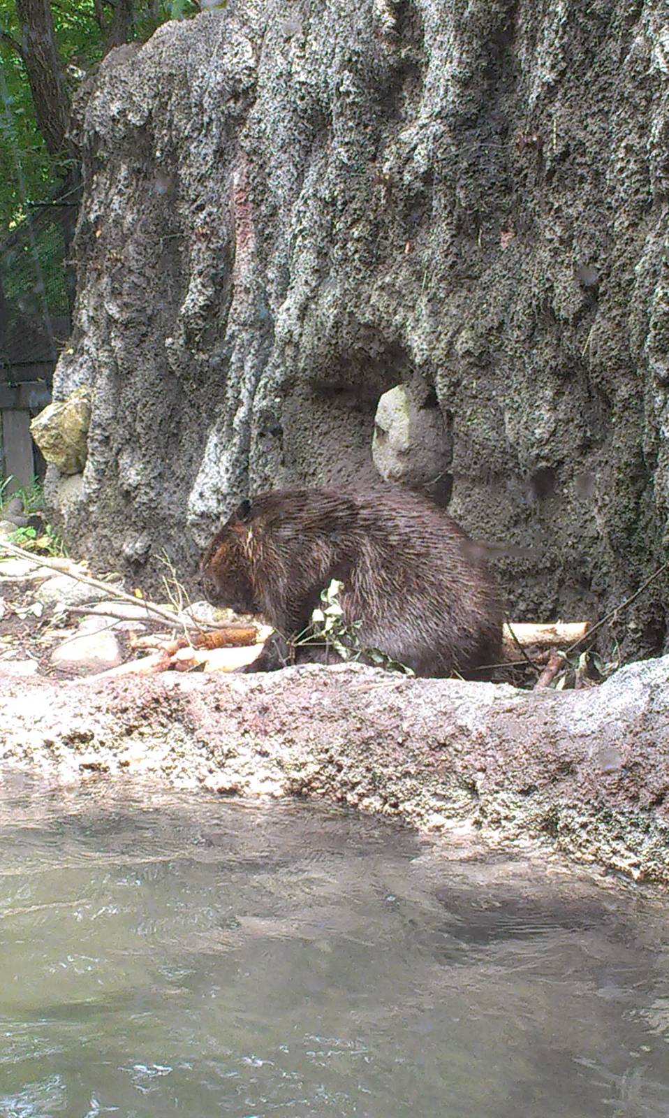 Beaver