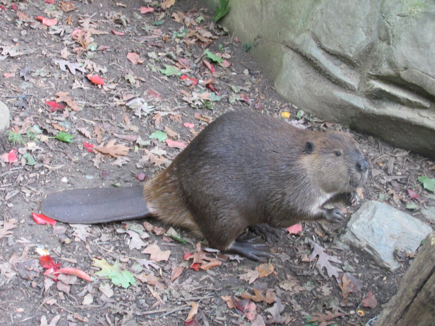 beaver