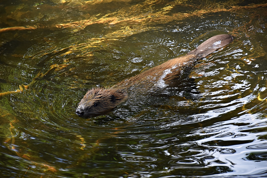 Beaver