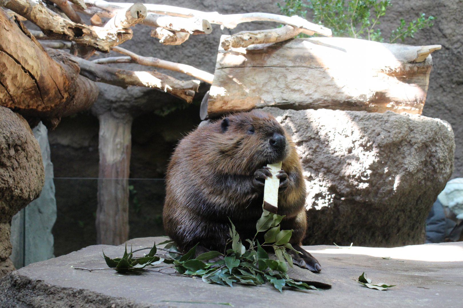 Beaver