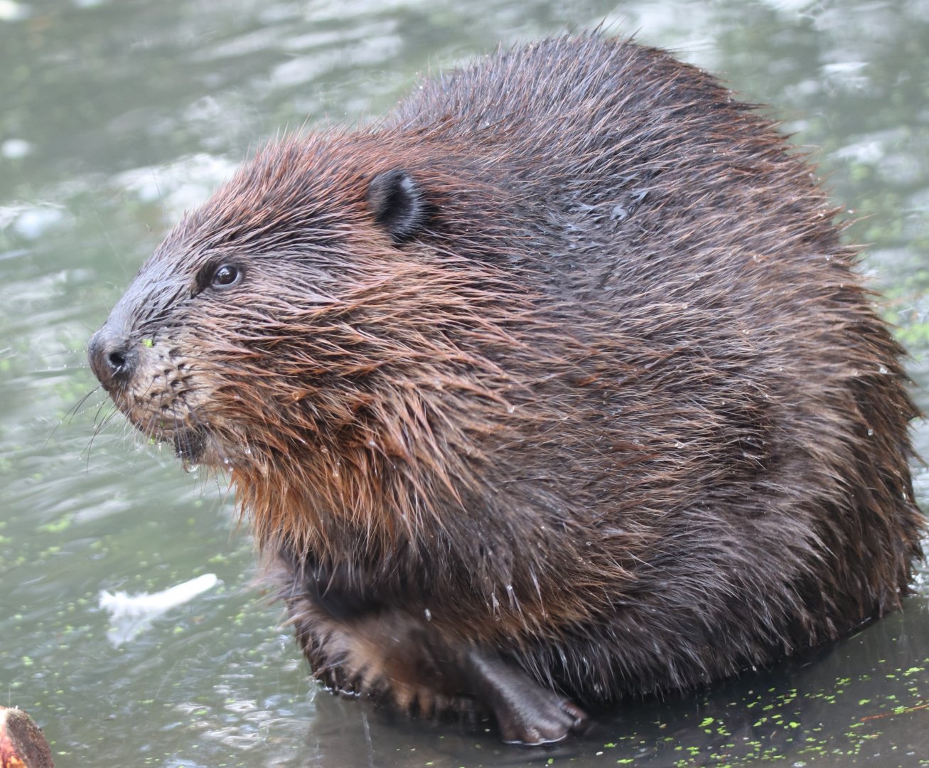 Beaver