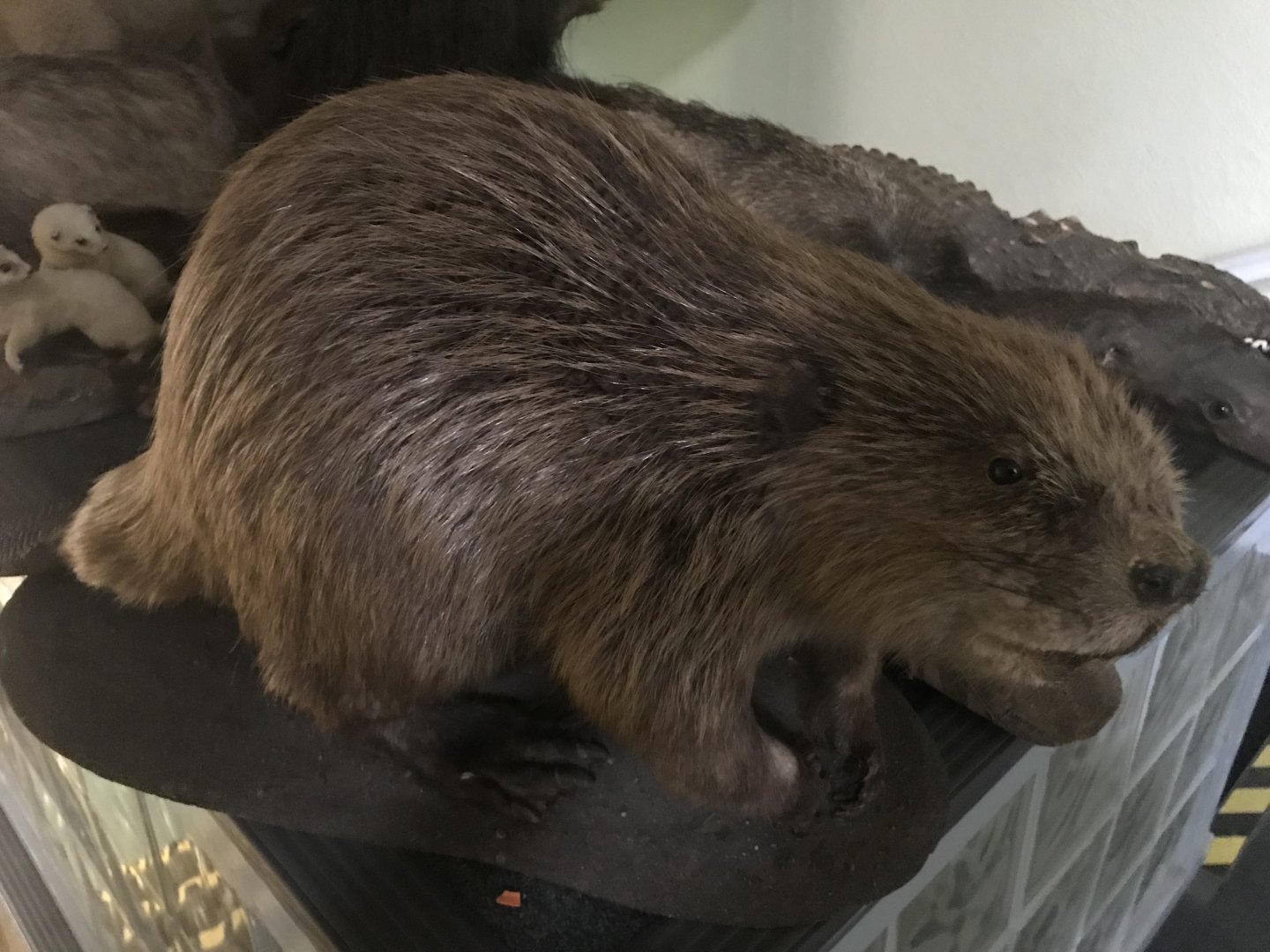 Beaver