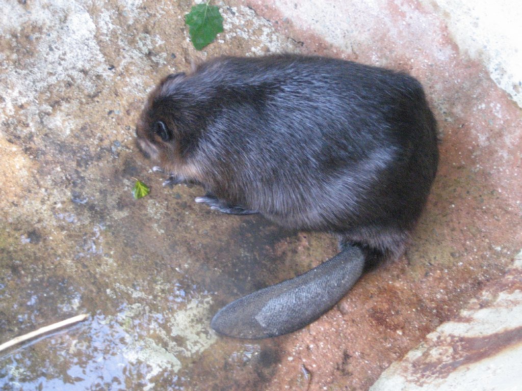 Beaver