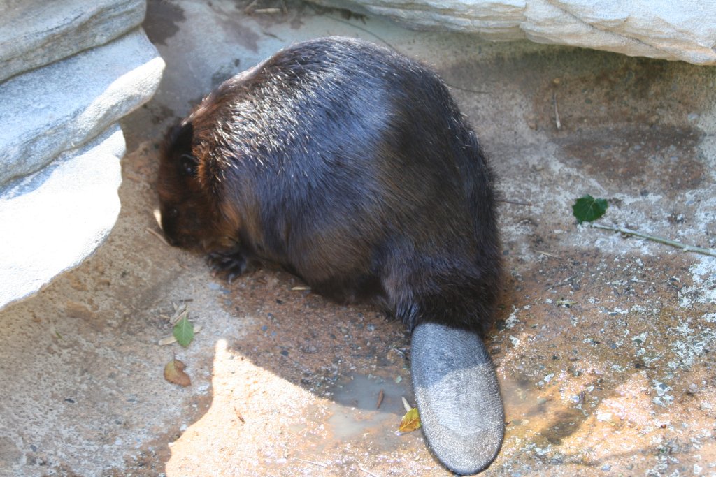 Beaver