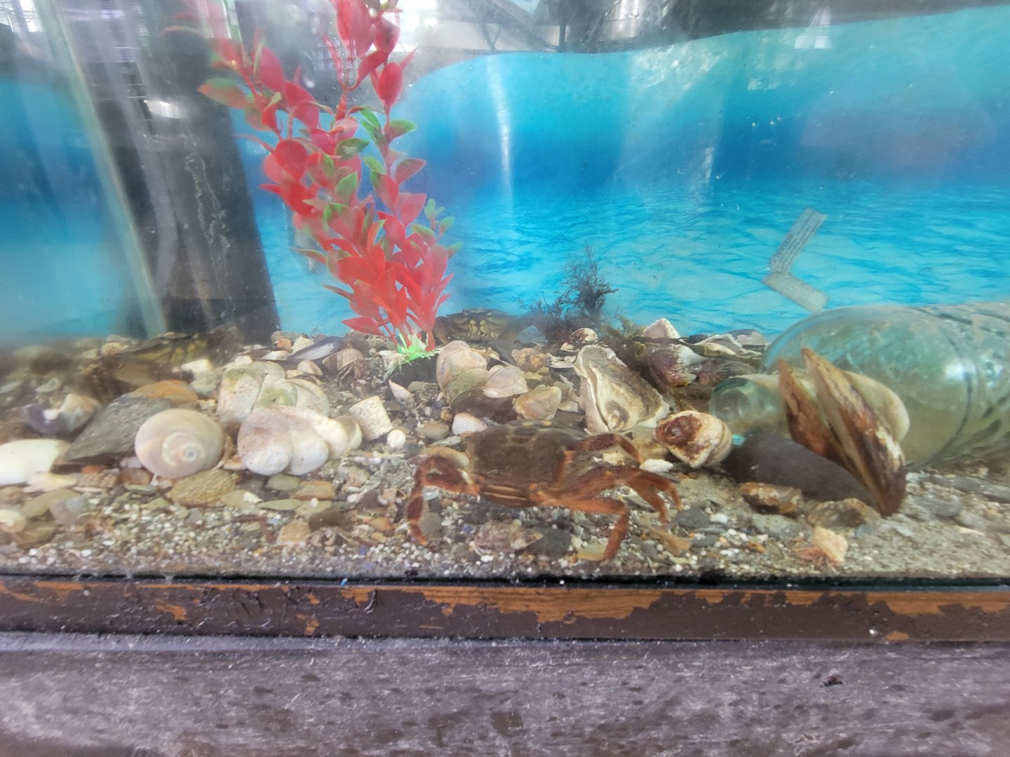 Beavertail Aquarium - Asian shore crab, long-clawed and wide-clawed hermit crabs, green crab