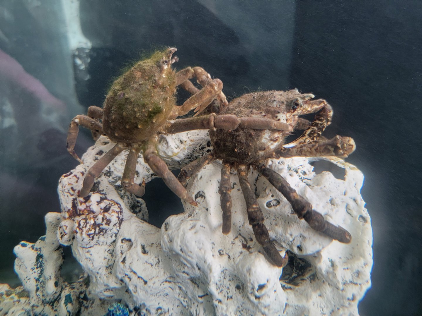 Beavertail Aquarium - Common Spider Crab