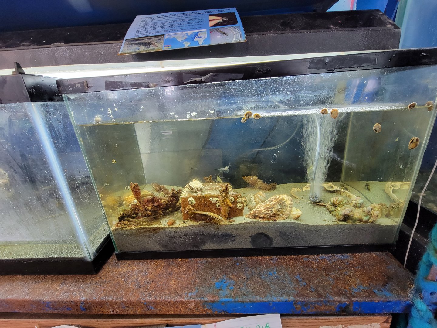 Beavertail Aquarium - european glass shrimp