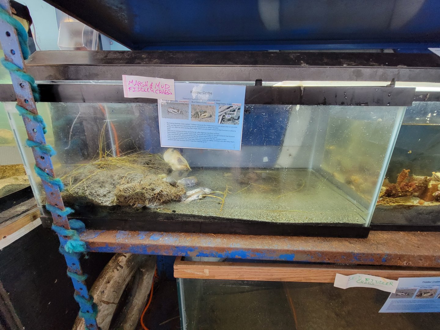 Beavertail Aquarium - fiddler crabs