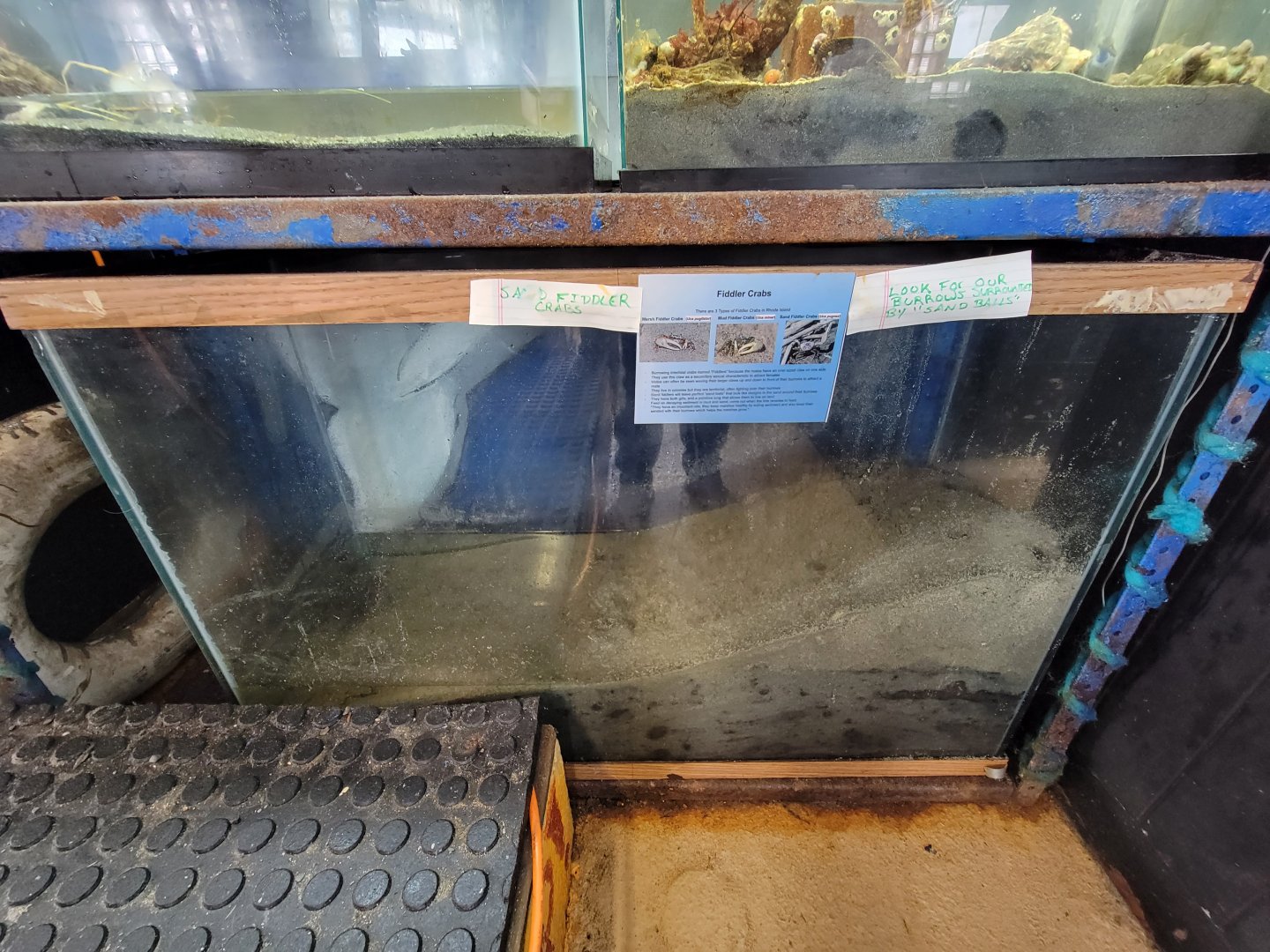 Beavertail Aquarium - fiddler crabs
