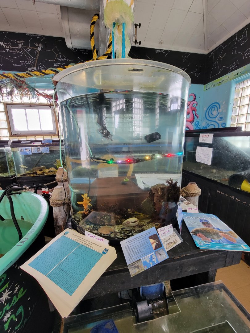 Beavertail Aquarium - juvenile northern puffers