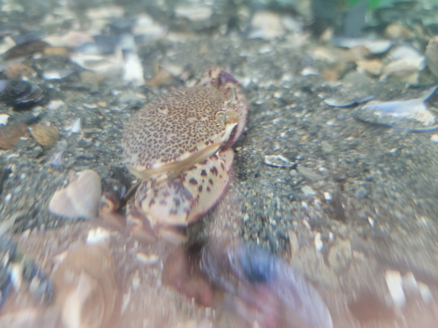 Beavertail Aquarium - Lady Crab