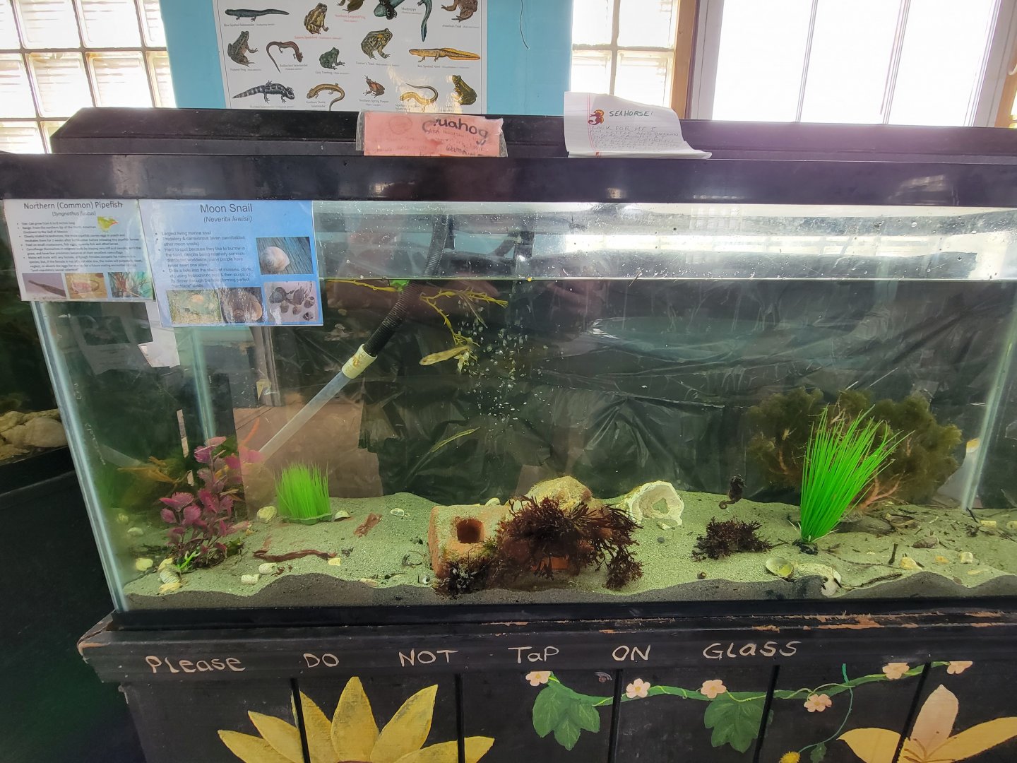 Beavertail Aquarium - lined seahorse, northern pipefish, moon snail