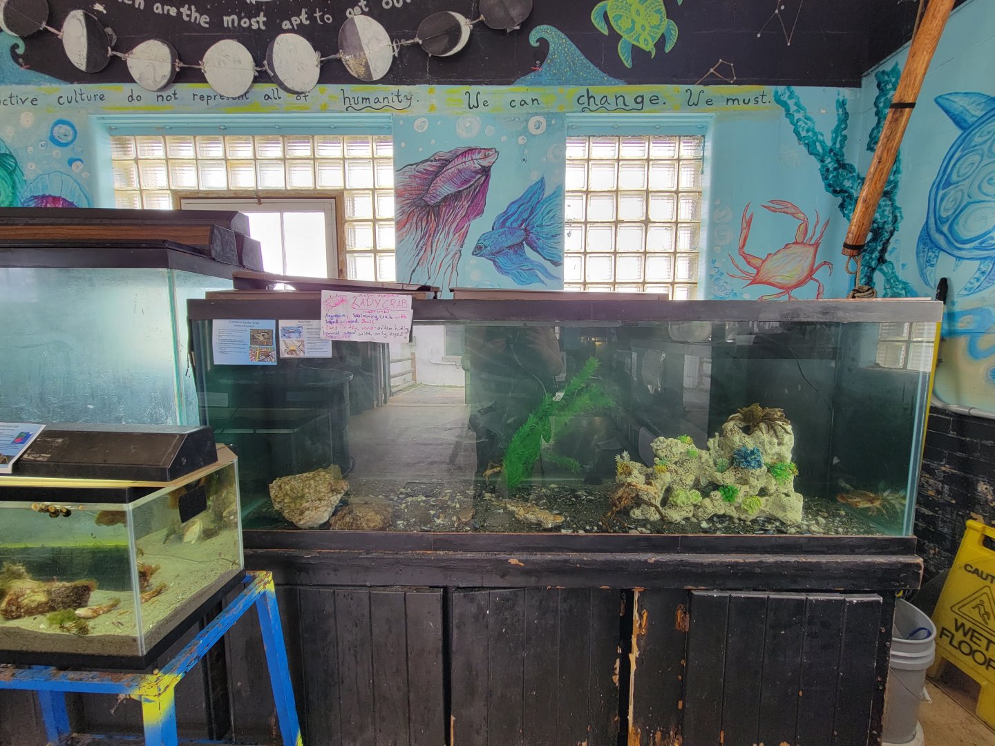 Beavertail Aquarium - spider, lady, and blue crabs