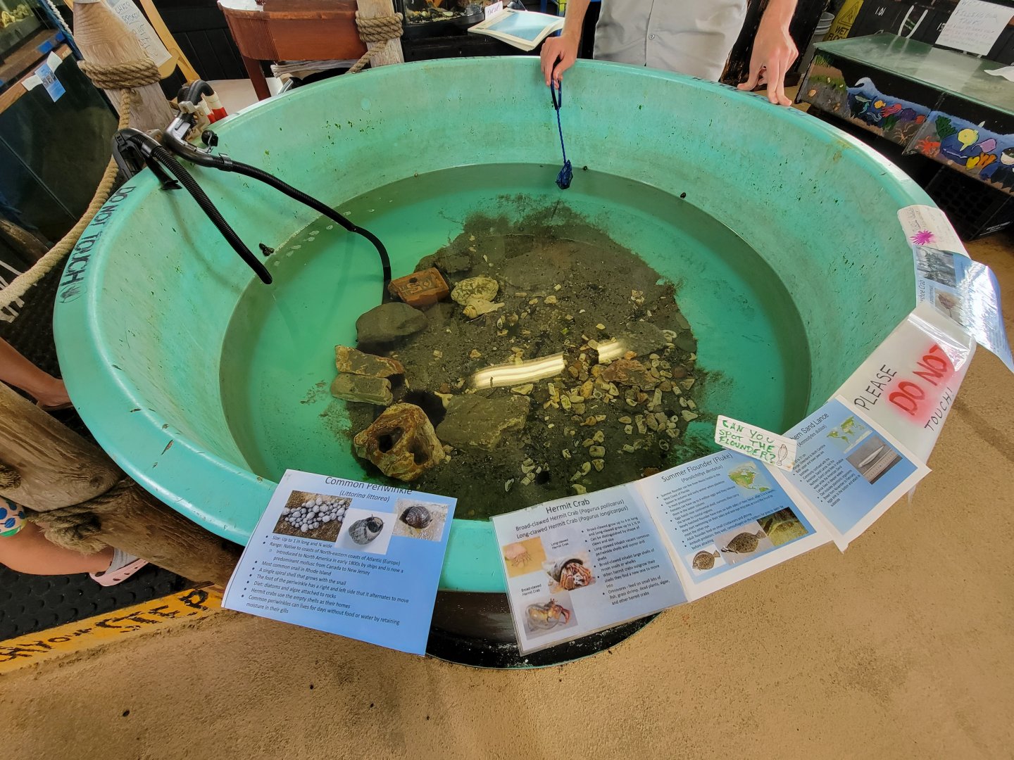 Beavertail Aquarium - summer flounder, common periwinkle, horseshoe crab, northern sand lace, hermit crabs