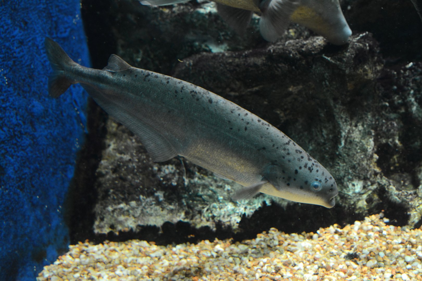 Bebe mormyrid (Hyperopisus bebe occidentalis)