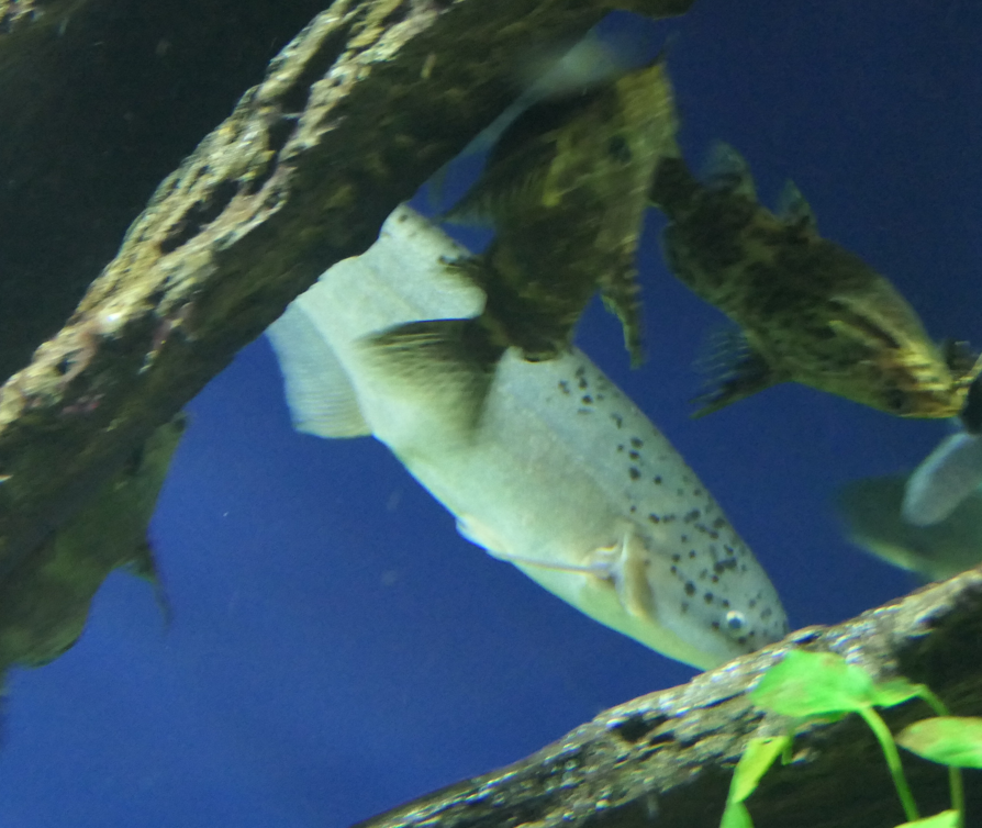 Bebe Mormyrid (Hyperopsius bebe occidentalis)