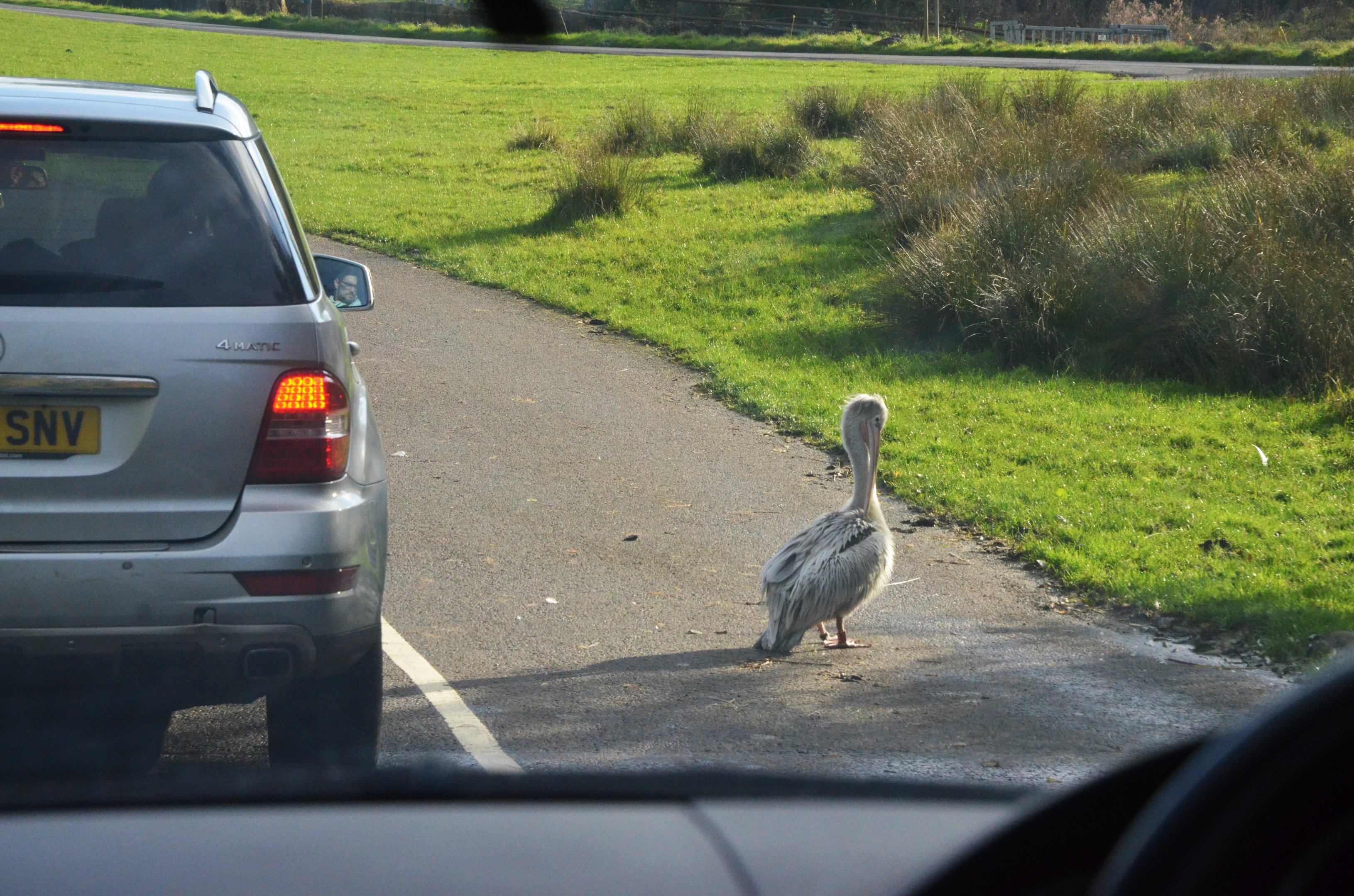Because the Zebra Crossing Joke has Been Done - Longleat, 03/11/19
