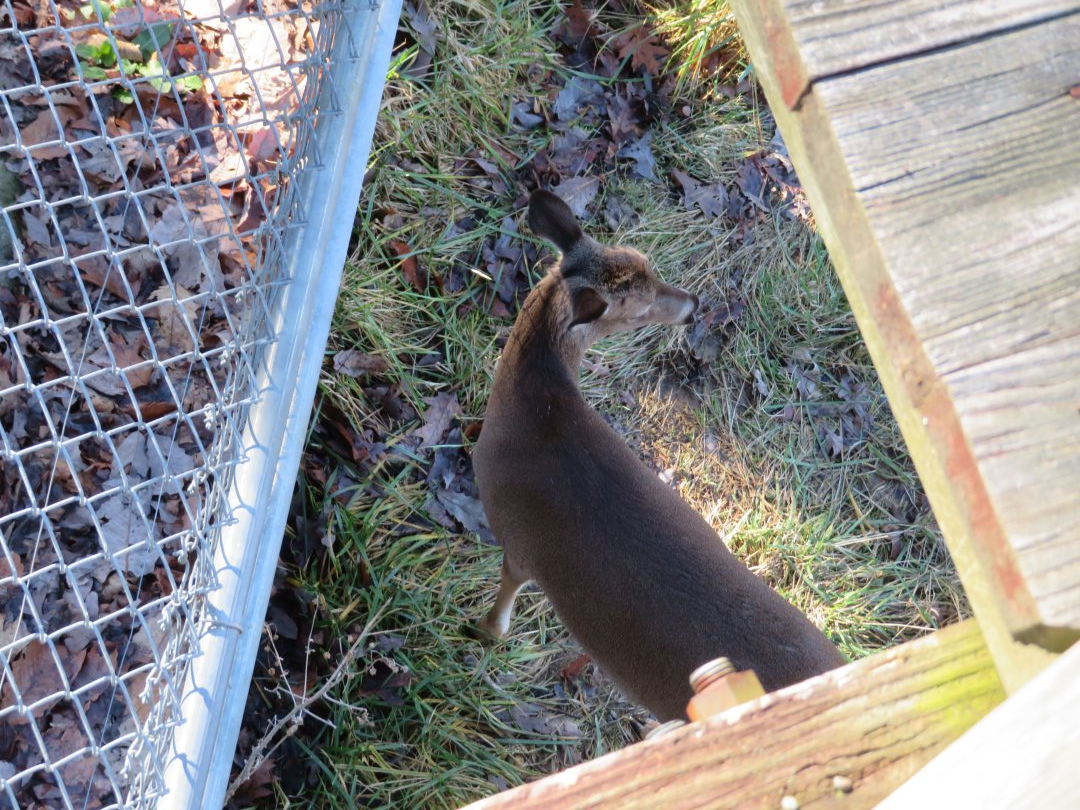 Becca the White-tailed Deer