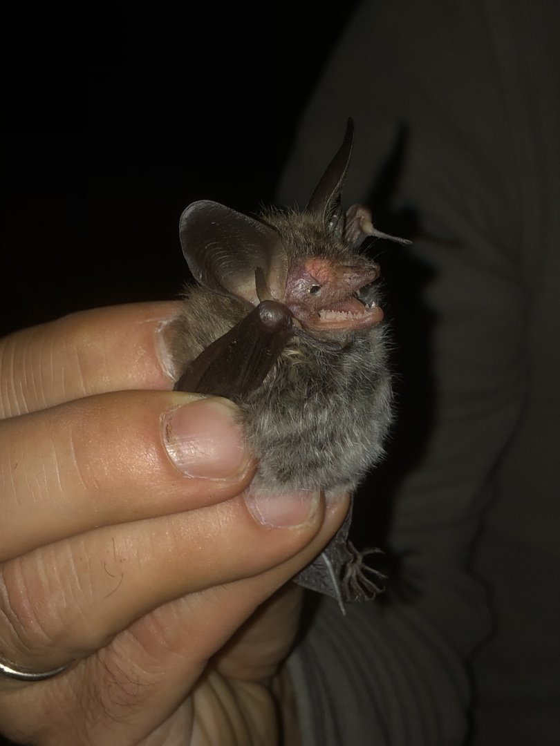 Bechstein’s Bat (Myotis bechsteinii)